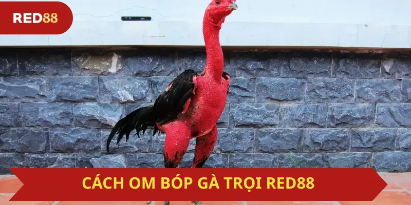 Cách Om Bóp Gà Trọi Red88
