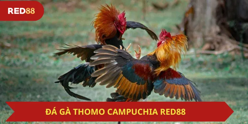 Đá Gà Thomo Campuchia Red88
