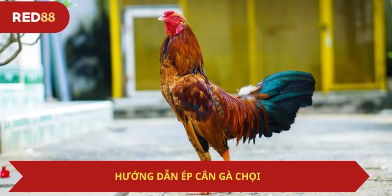 Hướng Dẫn Ép Cân Gà Chọi