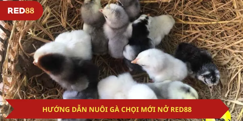 Hướng Dẫn Nuôi Gà Chọi Mới nở Red88