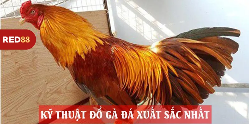 Kỹ Thuật Đỗ Đá Gà Red88