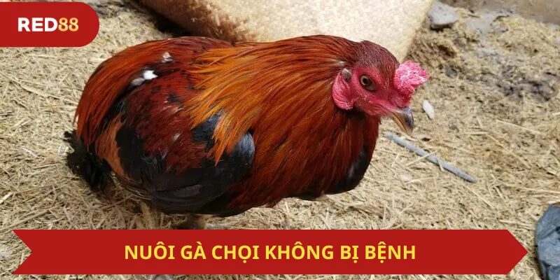 Nuôi Gà Chọi Không Bị Bệnh